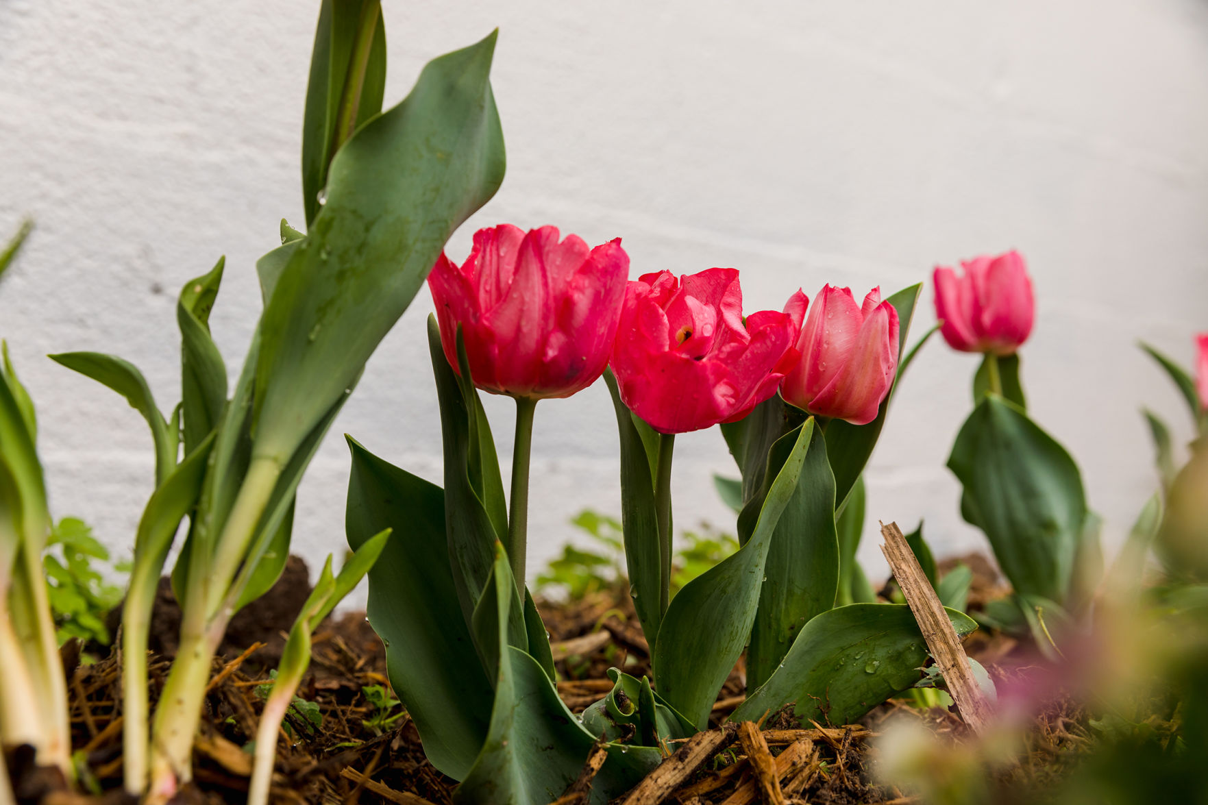 Liza's Garden